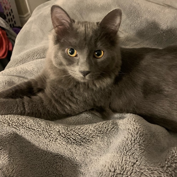 Meet your Posher, Meghan - Picture 1 of 1